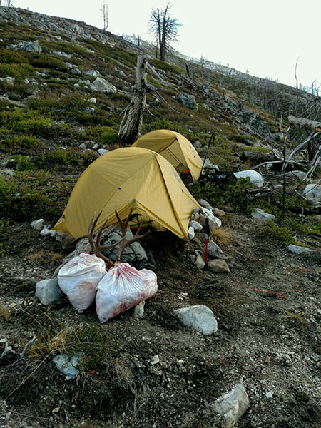 msr_tent_deer_web